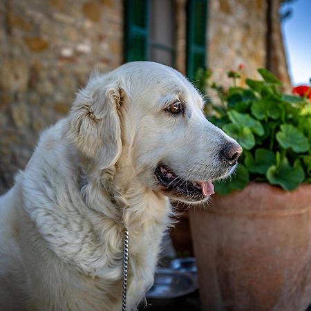 La Fornace Di Racciano Bed and Breakfast San Gimignano Buitenkant foto